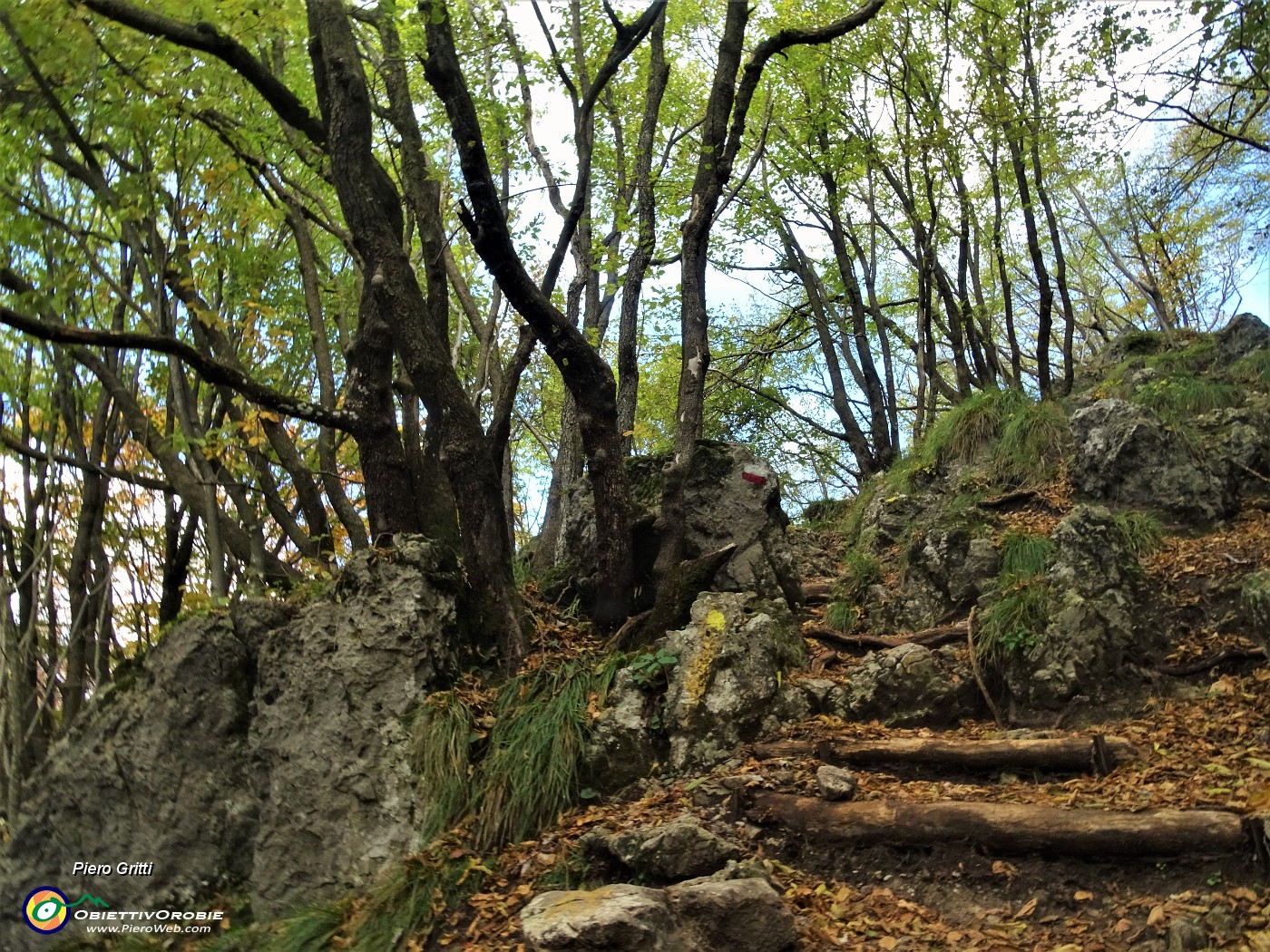 46 Carpini neri piegati sul sentiero di salita al Monte Zucco.JPG